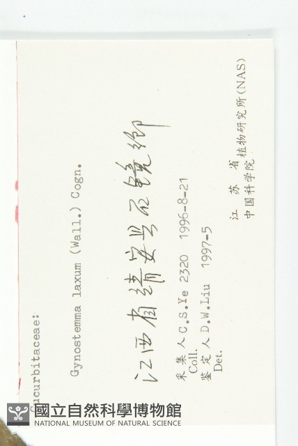 光葉絞股藍藏品圖，第3張