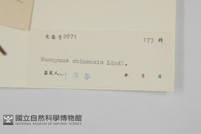 中國衛矛藏品圖，第3張
