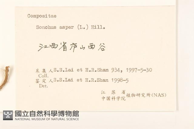 鬼苦苣菜藏品圖，第3張