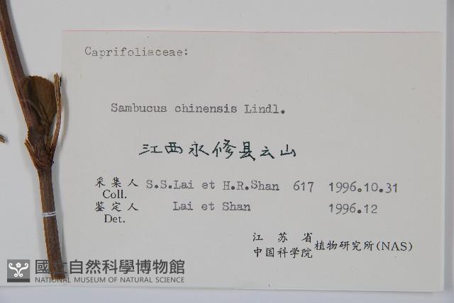 冇骨消藏品圖，第2張