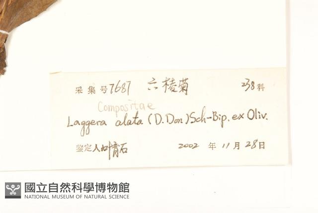 六角草藏品圖，第3張