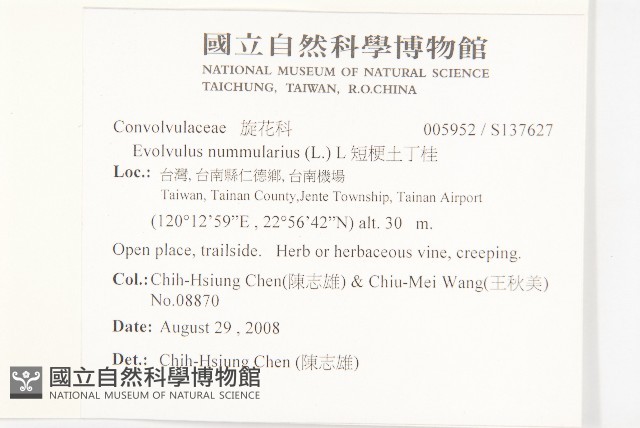 短梗土丁桂藏品圖，第3張