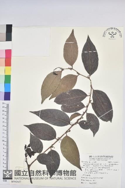 酸藤藏品圖，第3張