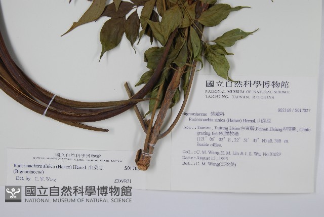 山菜豆藏品圖，第2張