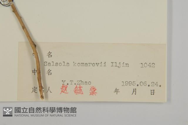 無翅豬毛菜藏品圖，第3張