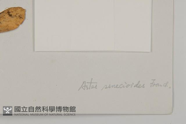 狗舌紫菀藏品圖，第3張