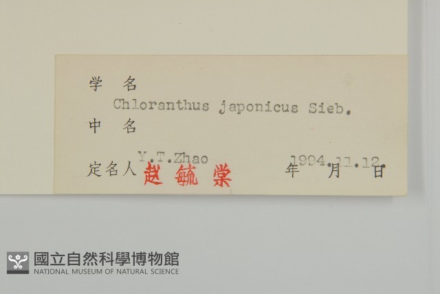 銀線草藏品圖，第3張