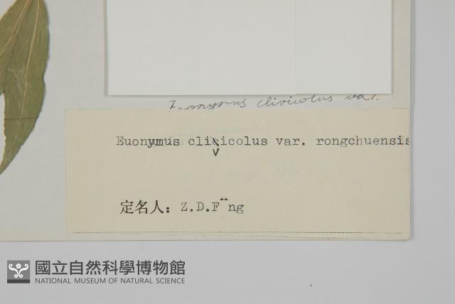 絨楚丘生衛矛藏品圖，第3張