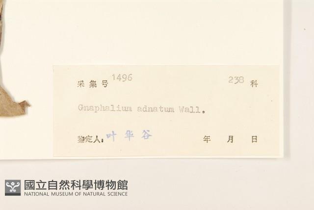 紅面番藏品圖，第3張