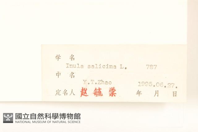 柳葉旋復花藏品圖，第3張