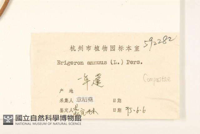 白頂飛蓬藏品圖，第3張