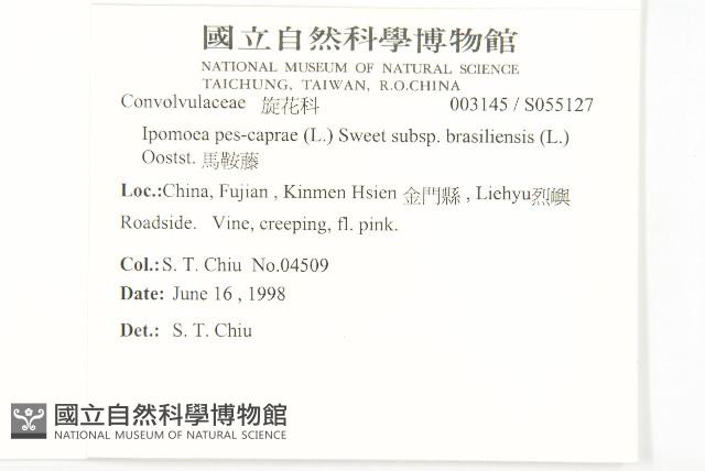 馬鞍藤藏品圖，第2張