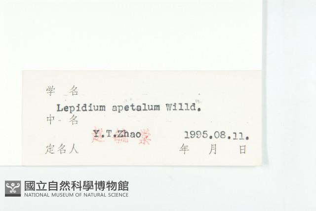 腺獨行菜藏品圖，第3張