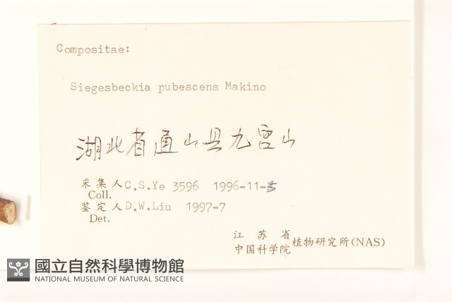 腺梗豨薟藏品圖，第3張