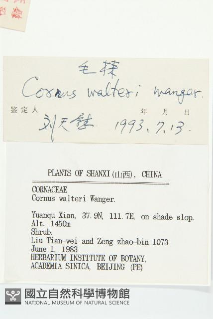 毛棶藏品圖，第3張