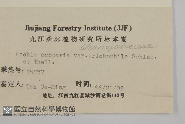 掃帚菜藏品圖，第3張