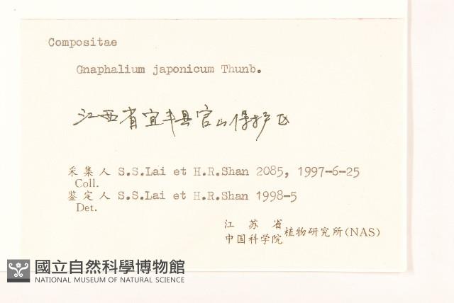 父子草、天青地白藏品圖，第3張