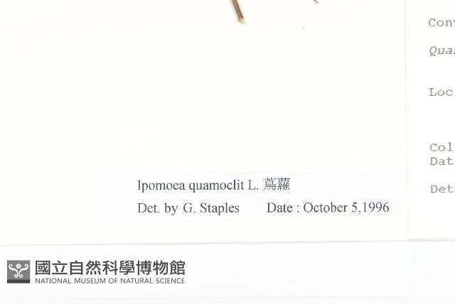 蔦蘿藏品圖，第3張