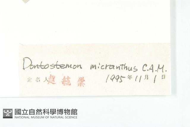 小花花旗竿藏品圖，第3張