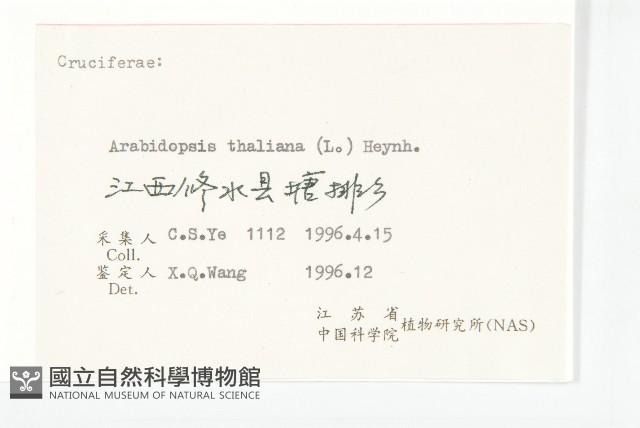鼠耳芥藏品圖，第3張