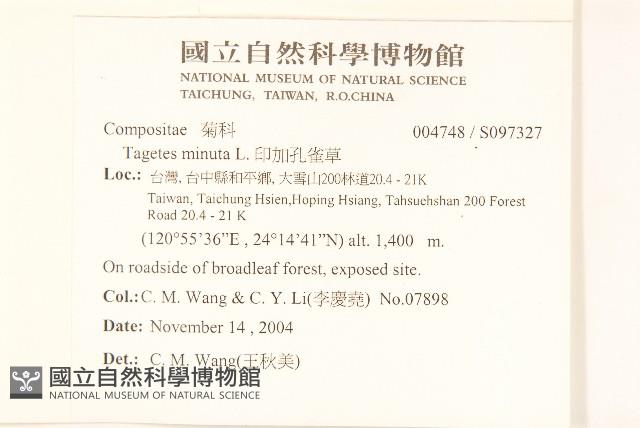 印加孔雀草藏品圖，第2張