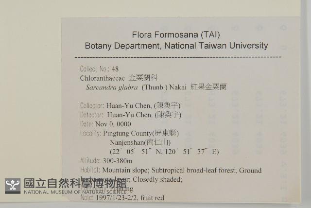 草珊瑚、紅果金粟蘭藏品圖，第2張