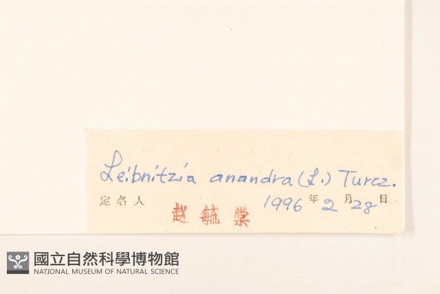 大丁草藏品圖，第3張