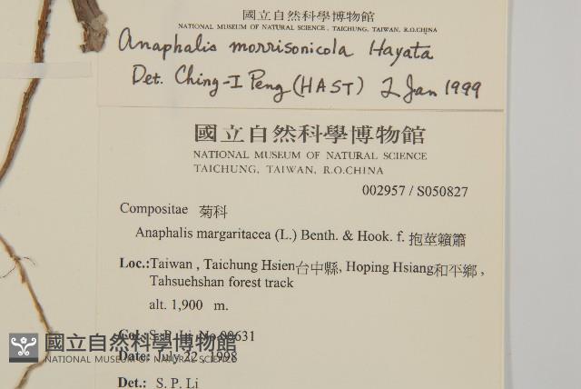 星刺栲、羅浮錐藏品圖，第2張