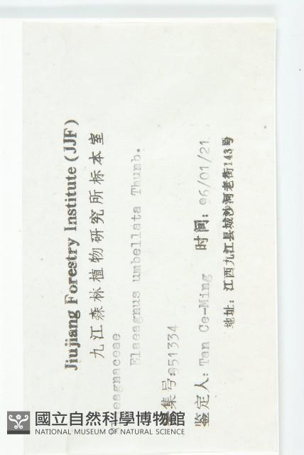 小葉胡頹子藏品圖，第3張