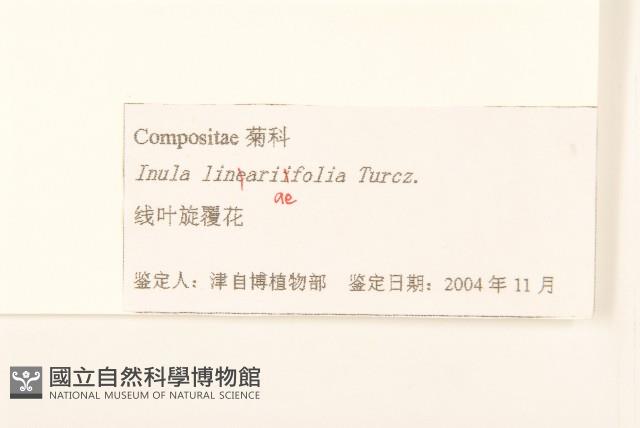 線葉旋覆花藏品圖，第3張