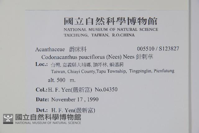 針刺草藏品圖，第2張