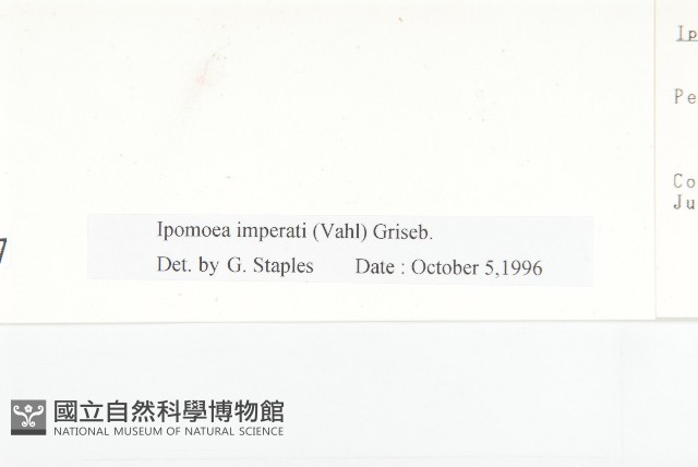 厚葉牽牛藏品圖，第3張