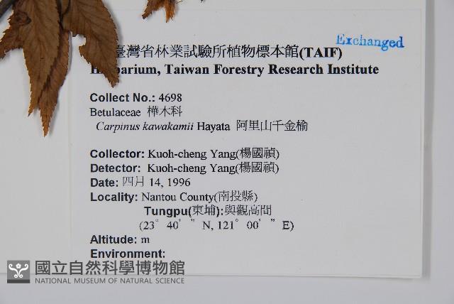 阿里山千金榆藏品圖，第2張