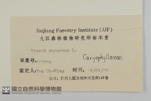 瞿麥藏品圖，第3張