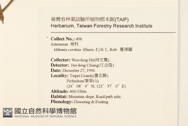 蔓澤蘭藏品圖，第2張