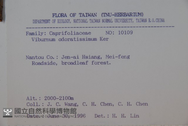 珊瑚樹藏品圖，第2張