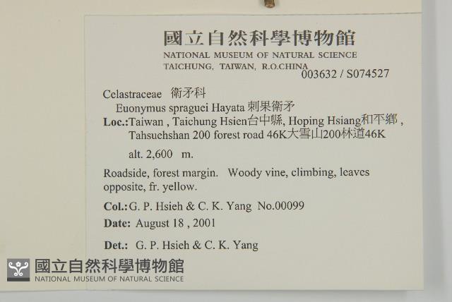 刺果衛矛藏品圖，第2張