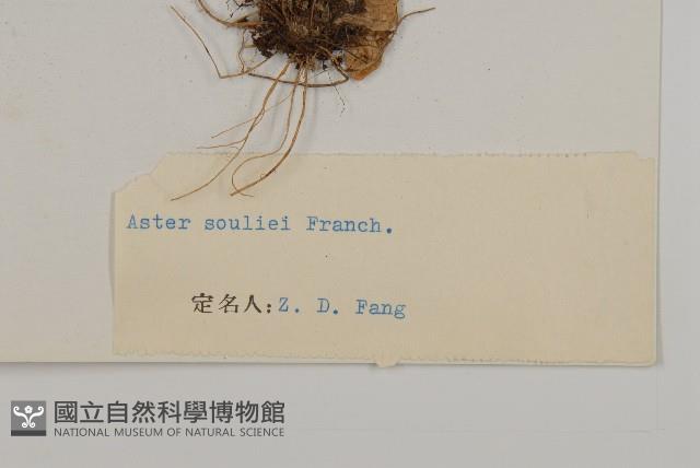 緣毛紫菀藏品圖，第3張