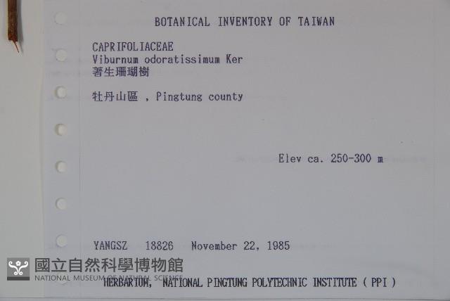 Sweet Viburnum Collection Image, Figure 2, Total 2 Figures