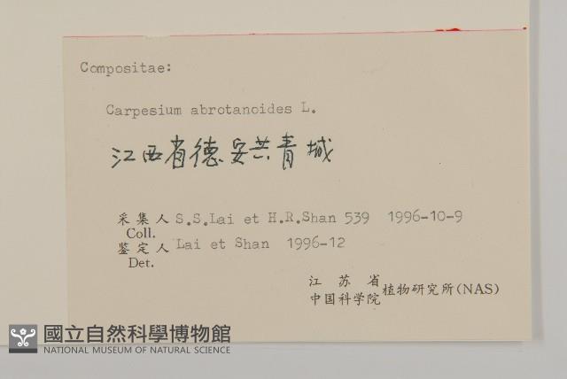 天名精藏品圖，第3張