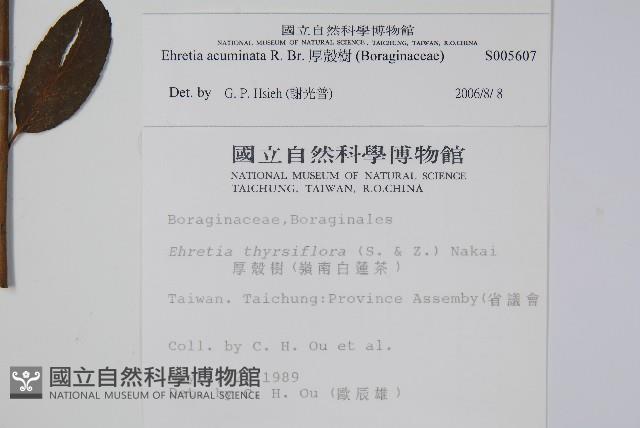 厚殼樹藏品圖，第2張