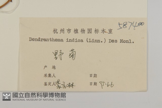 油菊、野菊藏品圖，第3張