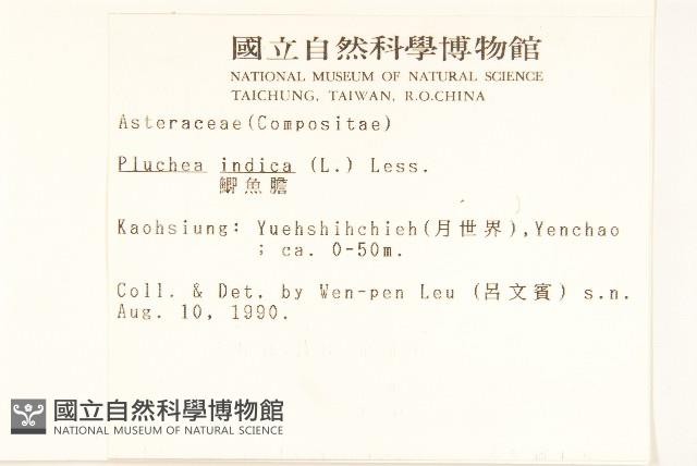 鯽魚膽、闊苞菊藏品圖，第2張