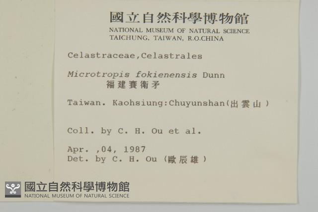 福建賽衛矛、福建假衛矛藏品圖，第2張