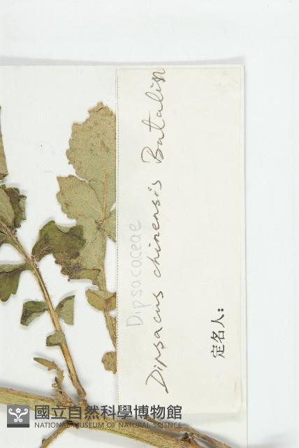 大頭續斷藏品圖，第3張