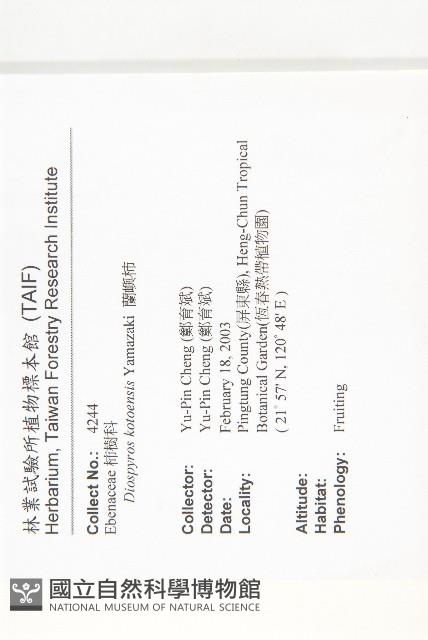 蘭嶼柿藏品圖，第2張