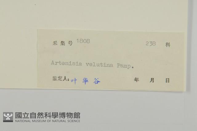 黃花蒿藏品圖，第3張