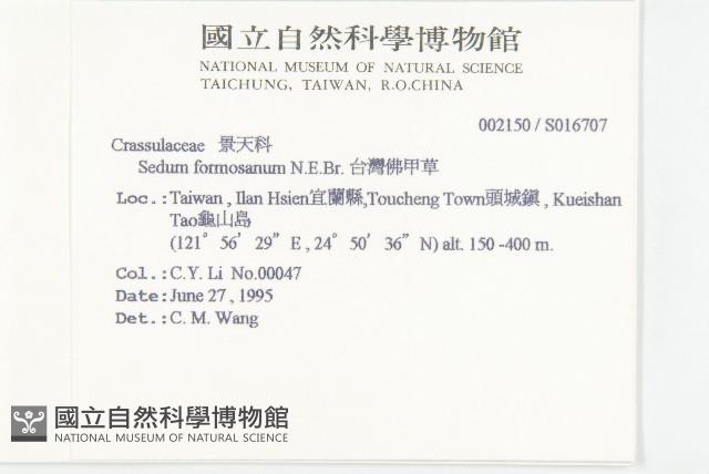 台灣佛甲草、石板菜藏品圖，第2張