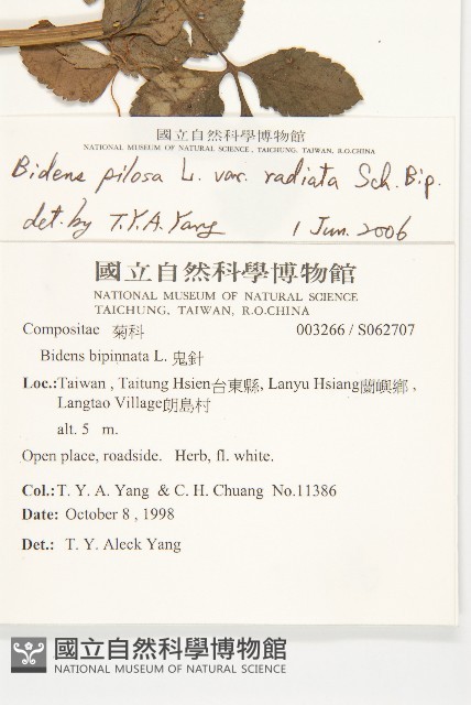 大花咸豐草藏品圖，第2張