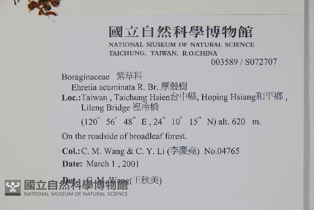 厚殼樹藏品圖，第2張